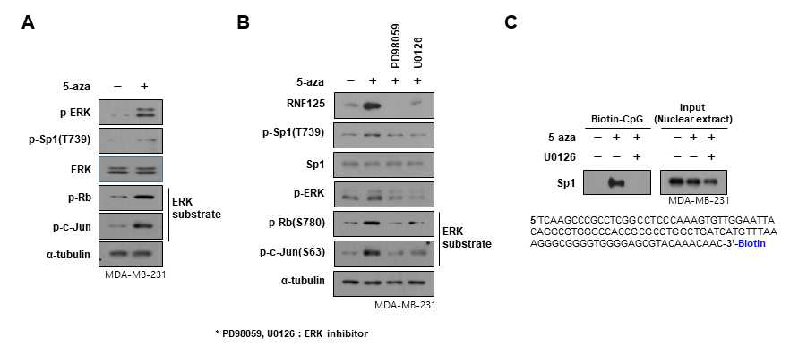5-aza에 의해 activation된 Erk kinase가 Sp1을 phosphorylation시킴 확인