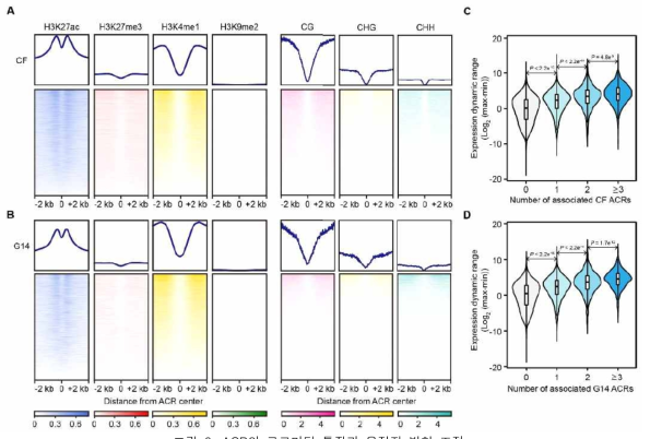 ACR의 크로마틴 특징과 유전자 발현 조절