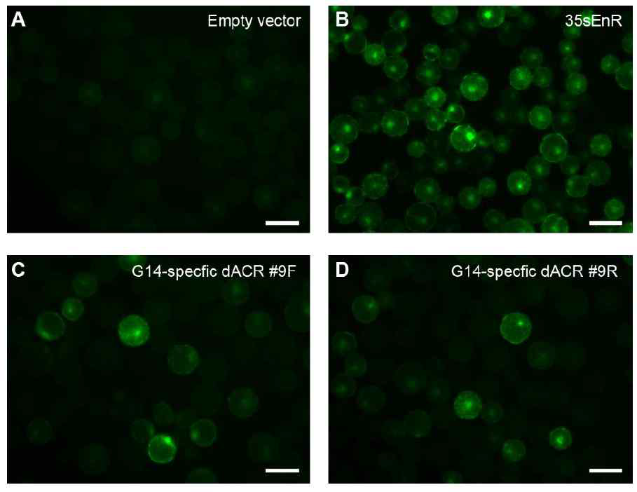 순무 특이적인 dACR의 enhancer 활성 검정. (A) Negative control. (B) Positive contro. (C-D) dACR을 forward, reverse 방향으로 삽입한 construct 그림 10.