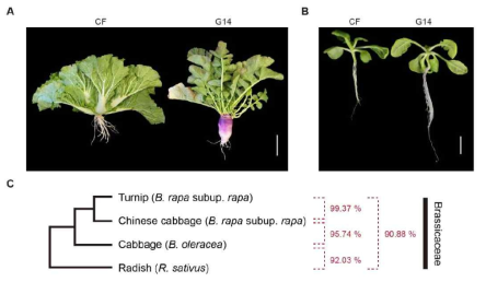 배추와 순무의 형태적 다양성 및 유전적 유사도. (A) 40일된 배추와 순무. (B) 18일 된 배추와 순무. (C) Coding sequence의 유사도