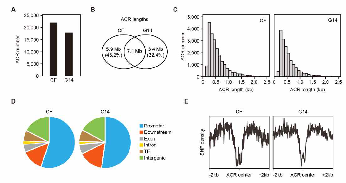 배추와 순무의 염색질 접근성 비교. (A) ACR 개수. (B) ACR overlap. (C) ACR 길이. (D) ACR 분포. (E) ACR에서의 SNP 밀도