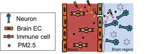 PM2.5의 BBB 손상 기전 시나리오 중 면역 세포를 매개로한 BBB 손상
