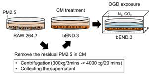 RAW264.7 cell의 PM2.5 노출 후 conditioned media를 bEND.3 cell에 노출