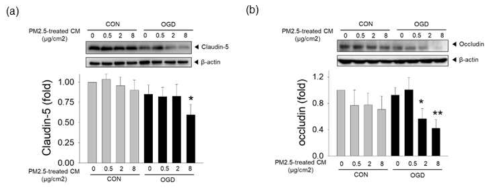 PM2.5 노출된 RAW264.7 conditioned media를 이용한 bEND.3의 OGD 손상 민감성 증폭 평가(tight junction protein 발현량)