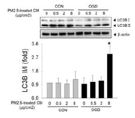 PM2.5 노출된 RAW264.7 conditioned media를 이용한 bEND.3의 OGD 손상 민감성 증폭 기전