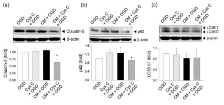 Cystatin C (Cys C)를 conditioned media (CM)에 첨가한 뒤 bEND.3 세포의 OGD 민감성 증폭