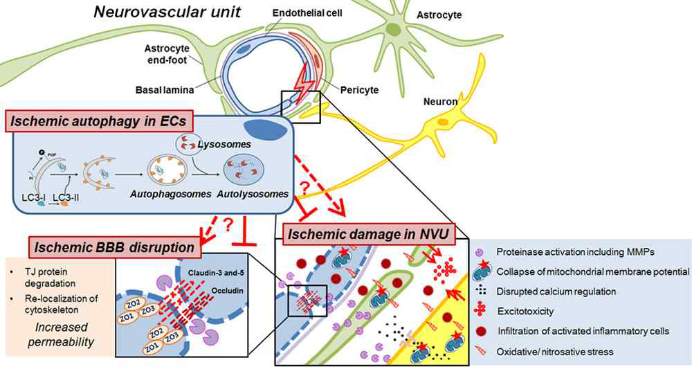 허혈성 뇌졸중의 병리기전 중 BBB 기능 손상으로 인한 NVU 손상 과정(KA Kim et al. 2018)