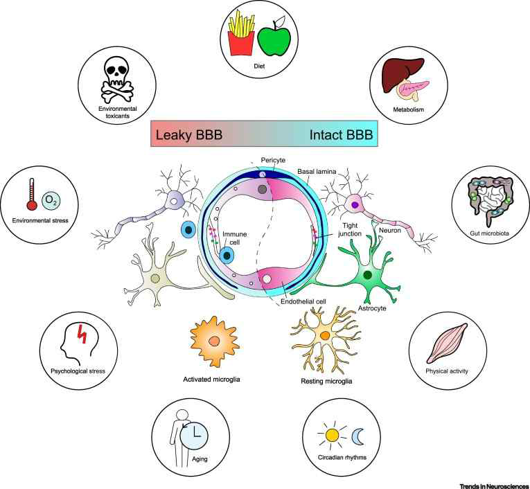 BBB 기능에 영향을 미치는 내인성 및 외인성 요인(Segarra M, et al. 2021)