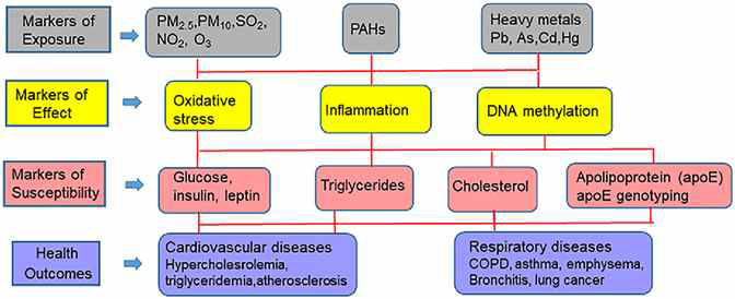 환경중의 유해물질 노출이 건강 영향(health outcome)으로 나타나는 과정(Juarez PD, et al. 2020)