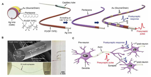 (A) 일차원 멀티 인공 시냅스 제작과정 및 완성된 디바이스 개략도. (B) 완성된 소자 SEM 이미지와 사진. (C) 병렬 연결된 생체 뉴런의 신호전달 체계