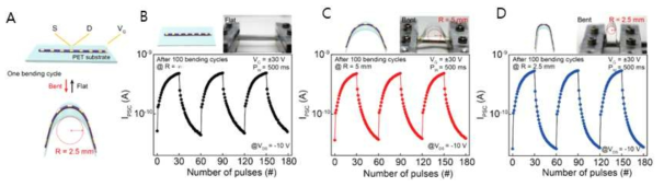 (A) 섬유형 시냅스 소자의 유연성 확인을 위한 2.5mm의 굽힙 테스트 이미지. (B-D) 100회 굽힙 시험 후 각각 정상상태, 5 mm, 2.5 mm 굽힙 상태일때의 LTP, LTD 특성