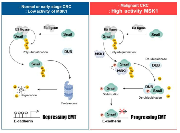 대장암세포에서 MSK1에 의한 Snail 단백질의 조절 Mechanism