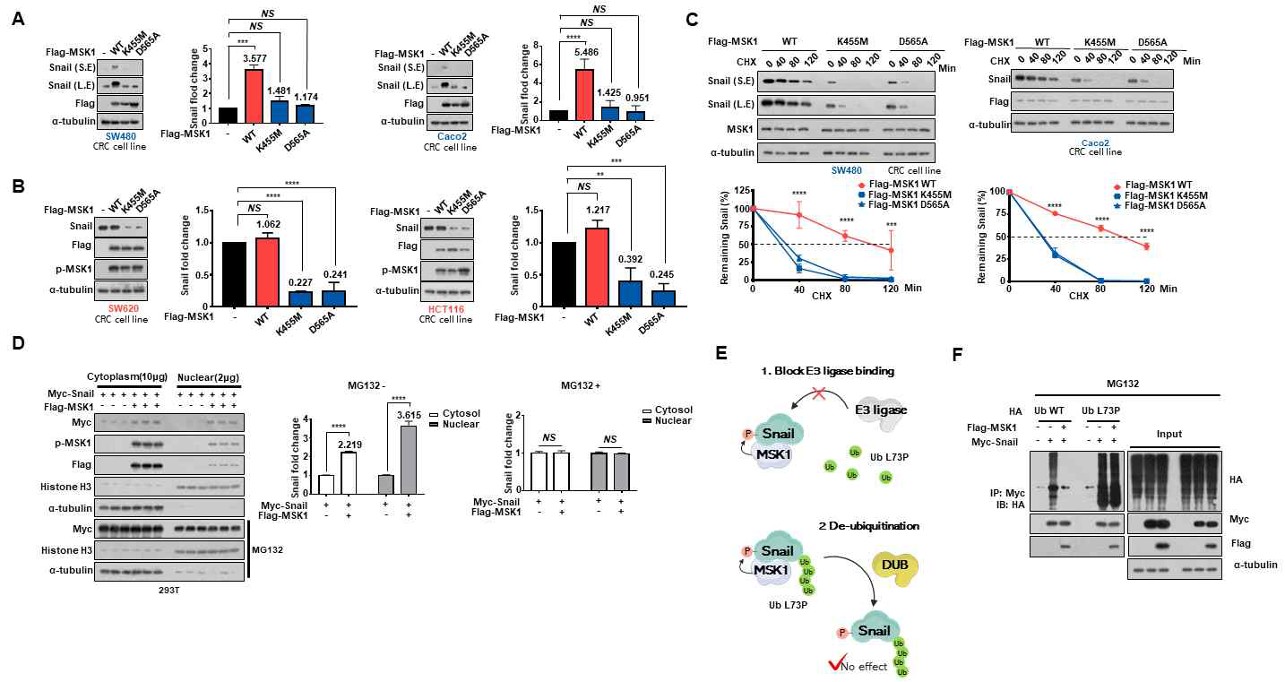 MSK1 kinase activity에 의한 Snail 단백질의 stability 변화