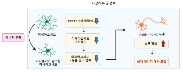 에너지 부족 상황에서 시상하부 미세아교세포 형태변화에 의한 생체 에너지대사 조절에 대한 가설도