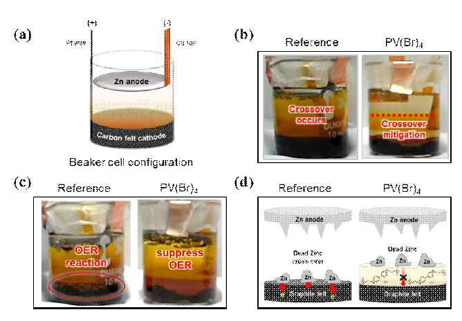 브롬 고정 첨가제 PV(Br)4 도입에 따른 beaker cell 평가 (a) FL-ZBB beaker cell의 구조 모식도 (b) PV(Br)4 첨가제 도입 유무에 따른 최초 충전 후 beaker cell 사진 (c) PV(Br)4 첨가제 도입 유무에 따른 OER 차이 사진 (d）PV(Br)4 첨가제 도입에 따른 dead Zn cross-over 억제 효과 모식도