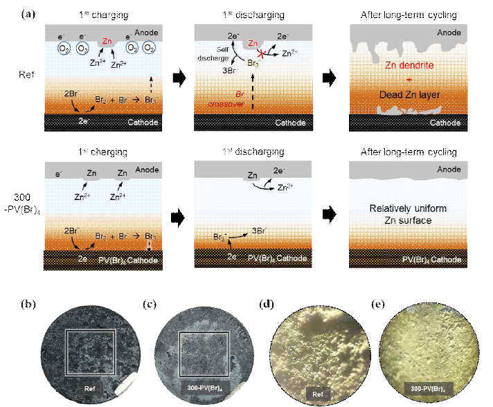 PV(Br)4 graphite felt 코팅에 따른 Zn dendrite 형성 억제 효과 (a) 브롬 cross-over 및 OER로 인한 Zn dendrite 형성 가속화 메커니즘 (b) beaker cell 10 사이클 후 Zn 음극 표면 사진 및 광학 현미경 사진