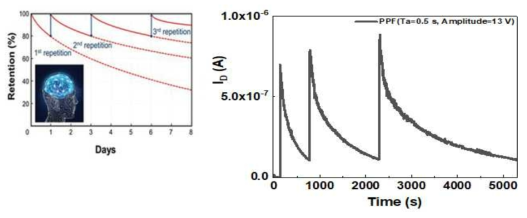 (좌) 인간 기억의 망각에 관한 어빙하우스 곡선의 시간에 따른 기억량의 변화, (우) TiO2/Al2O3/SiOX 구조의 주기적인 전압 펄스(13V 전압, 0.5 s)에 따른 life time의 변화를 나타낸 곡선으로 망각 곡선과 유사함