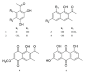 Structures of compounds isolated from R. japonicus