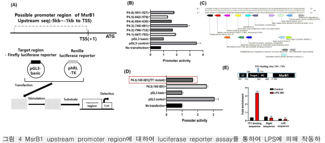 MsrB1 upstream promoter region에 대하여 luciferase reporter assay를 통하여 LPS에 의해 작동하