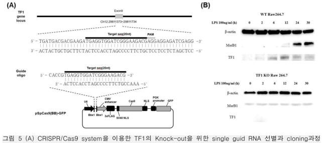 (A) CRISPR/Cas9 system을 이용한 TF1의 Knock-out을 위한 single guid RNA 선별과 cloning과정