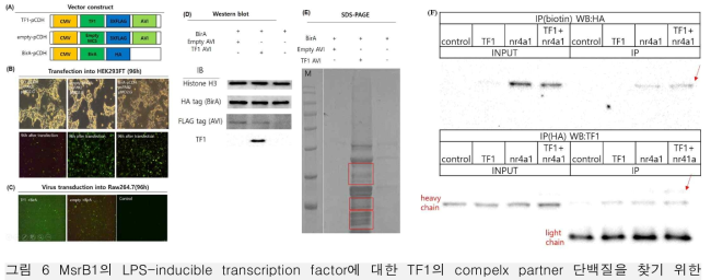MsrB1의 LPS-inducible transcription factor에 대한 TF1의 compelx partner 단백질을 찾기 위한