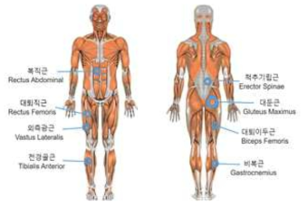 Lower extremity EMG-driven modeling