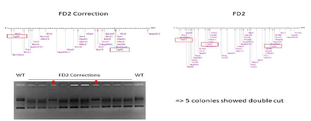 TspR1제한효소 처리를 통한 FD2 환자의 GLA 돌연변이를 교정한 줄기세포주 확인