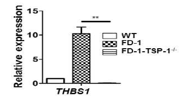 TSP1 결손 FD1 역분화줄기세포로부터 분화한 혈관내피세포에서 TSP1 mRNA 발현 확인