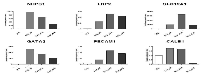 분화된 신장 오가노이드의 네프론 마커들의 (NHPS1, LRP2, SLC12A1, GATA3, PECAM1, CALB1) mRNA발현