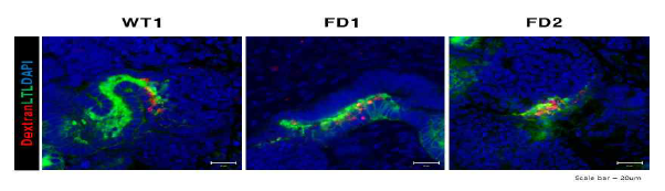 분화된 신장 오가노이드에서 Dextran uptake assay 결과