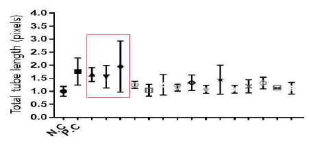 3차 스크리닝 결과 (N.C=negative control, P.C=postivie control). 빨강 네모 안에 있는 신약 약물 후보가 최종적으로 파브리병 혈관병증 치료를 위한 약물로 선정 됨. (농도 : 5um)