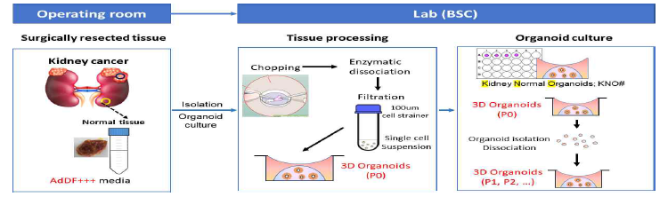 신장 조직에서 직접 획득한 세포를 이용한 3D 신장오가노이드 배양 프로토콜