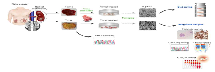 신장 조직 유래의 3D 오가노이드 배양 및 분자 분석 개요