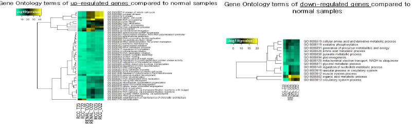 신장 조직 및 신장 조직 유래의 3D 오가노이드에서 RNA seq 결과 비교