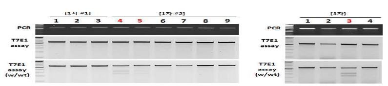 GLA 유전자 타겟용 CRISPR/Cas9 주입 후 산자생산 및 T7E1 assay를 통한 형질전환 산자 확인