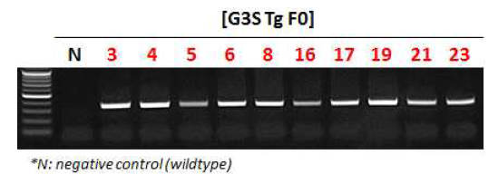 G3S Tg 마우스의 유전형 분석