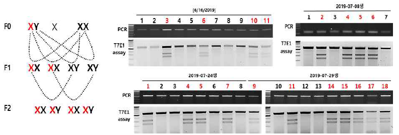 GLA KO 라인구축 전략과 F1세대의 T7E1 assay를 통한 유전형 분석 결과