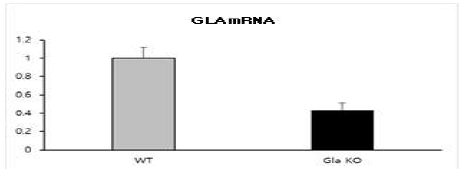 GLA KO 마우스에서 mRNA 발현량 측정