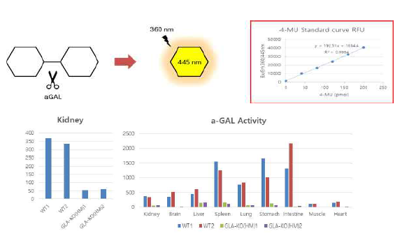 GLA 효소 활성측정의 원리와 표준화 곡선, 신장 및 여러 조직에서 GLA 효소 활성측정