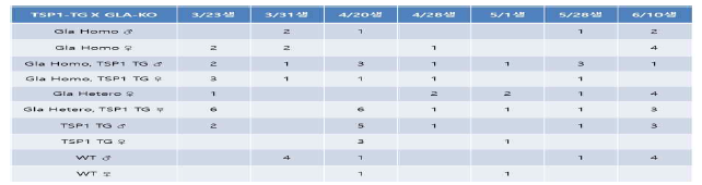 파브리병 질환모델을 위한 형질전환동물별 개체수 확보현황