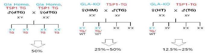 GLA KO/TSP1 double TG 대량번식전략