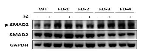 파브리병 역분화줄기세포 유래 혈관내피세포에서 SMAD2 신호전달체계 발현 양상