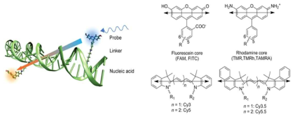 External fluorophore를 이용한 형광 핵산 시스템