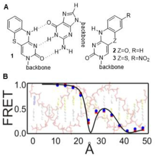 A : 개발된 FBA의 하나인 tC의 유도체와 tC-G 염기쌍, B : DNA 이중나선구조에서 tC0-tCnitro쌍을 기반으로한 FRET의 효율