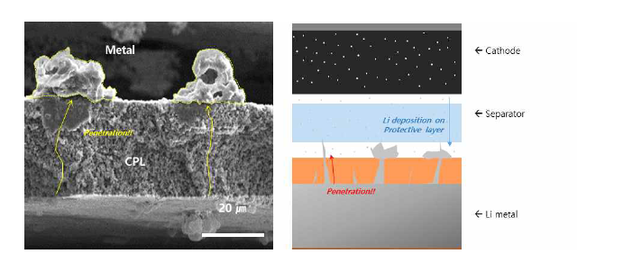(좌) 리튬 덴드라이트가 보호막을 뚫고 성장하여 보호막 위에 리튬이 전착된 실험 결과 및 (우) 모식도