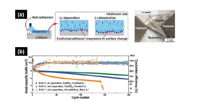 (a) 스판덱스 분리막/리튬의 모식도 및 물성 특성 및 (b) 분리막에 따른 성능 특성