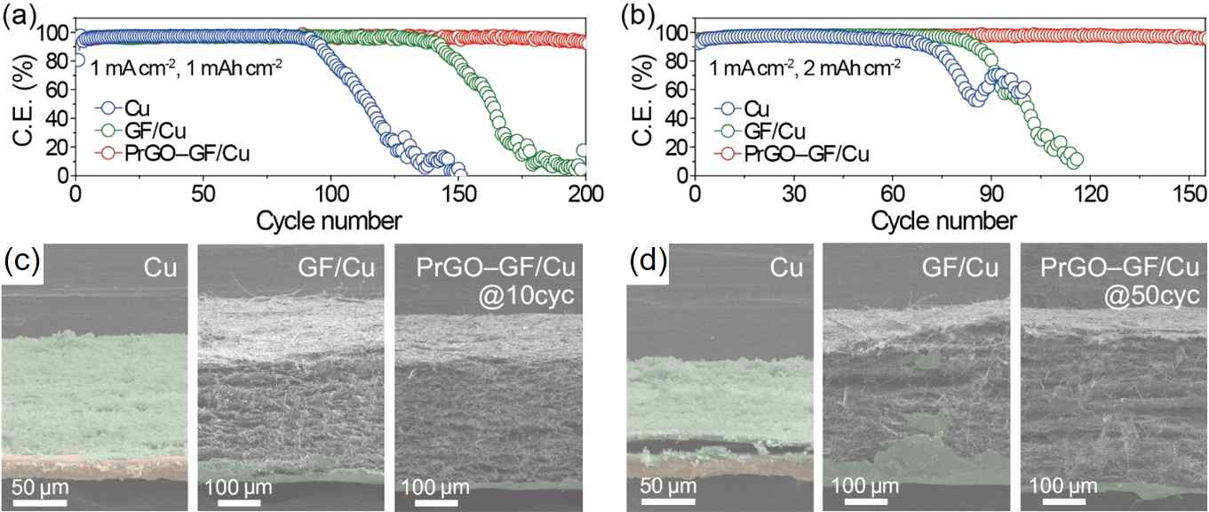 (a) Cu, GF/Cu, PrGO-GF/Cu 구조체별 (a) 1 mA/cm2, 1 mAh/cm2, (b) 1 mA/cm2, 2 mAh/cm2, 테스트 조건에서의 쿨롱효율 테스트 결과, (c) 10사이클 (d) 50사이클 이후의 각 구조체별 SEM 이미지