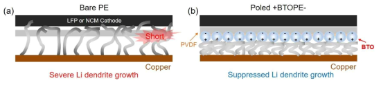 (a) 기존 PE 분리막을 사용했을 때와 (b) 편극된 분리막을 사용했을 때, 리튬 수지상 성장의 예상도