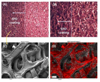 PIES 전착코팅 표면 (Cu foam) – (A) OM image, (B) maginfied OM image, (C) SEM image, and (D) EDS mapping image (carbon)