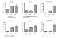 직접교차분화 신경세포의 neuron marker 유전자의 mRNA 발현